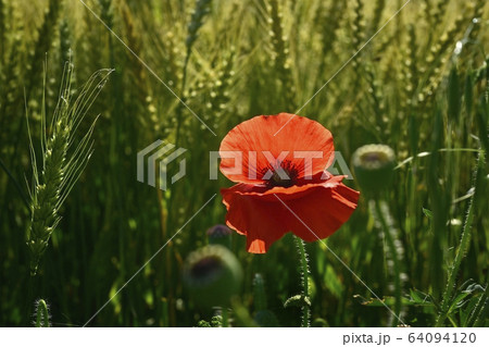 麦畑とポピーの花 64094120
