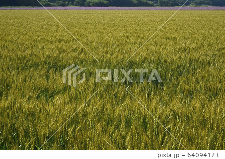麦畑と遠景にムギナデシコの花畑 麦畑と遠景にムギナデシコの花畑 64094123