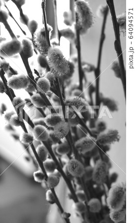 Willow buds with branches close up black and white Willow buds with branches close up black and white 64094571