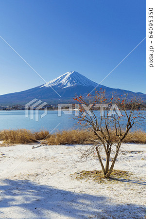 山梨_冬の富士山と残り柿 山梨_冬の富士山と残り柿 64095350