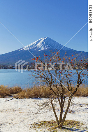山梨_冬の富士山と残り柿 山梨_冬の富士山と残り柿 64095355