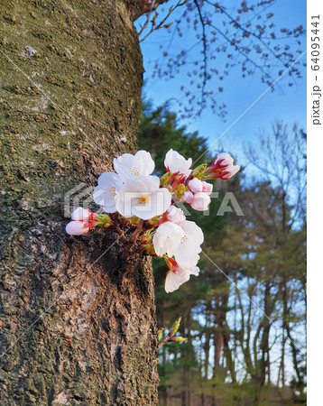 春 4月 桜 64095441