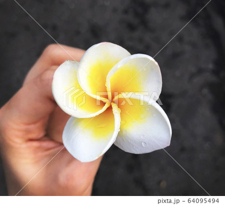 ベトナムの 花 花びら 64095494