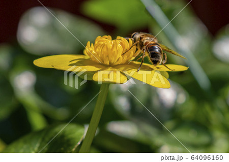 花の蜜を吸うミツバチ 64096160