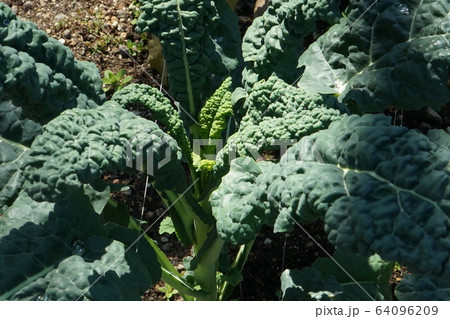 グルメケール　野菜 64096209