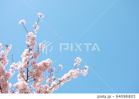サクラ　桜 春 さくら 青空 64096805