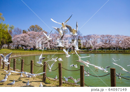 春の健康福祉村 春の健康福祉村 64097149