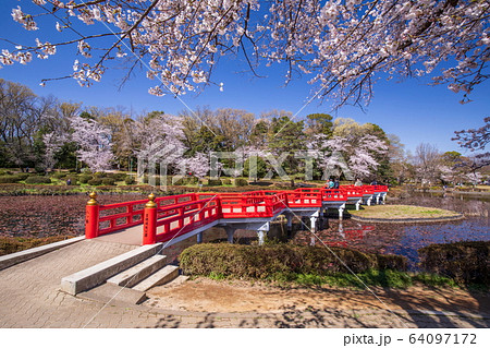 春の岩槻公園 64097172
