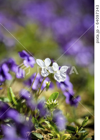 スミレ 春の花 紫の写真素材
