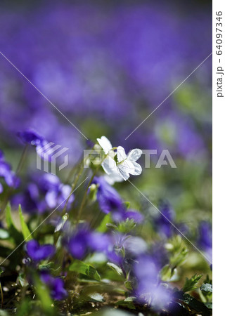 スミレ 春の花 紫 64097346