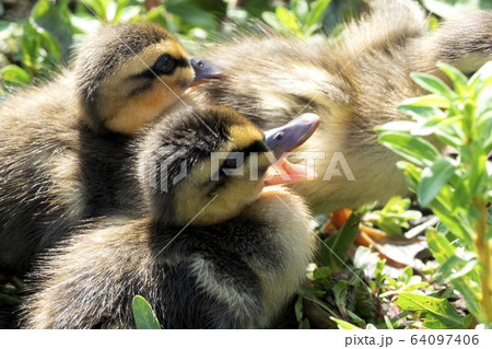 生まれたてのカルガモの雛たち 64097406