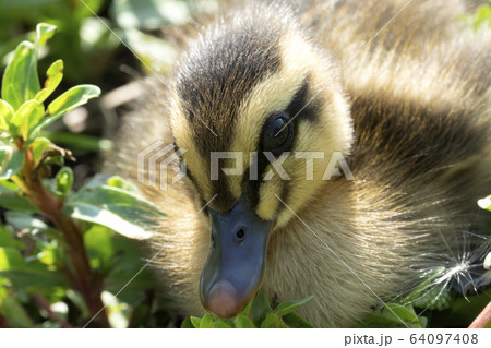 生まれたてのカルガモの雛たち 64097408