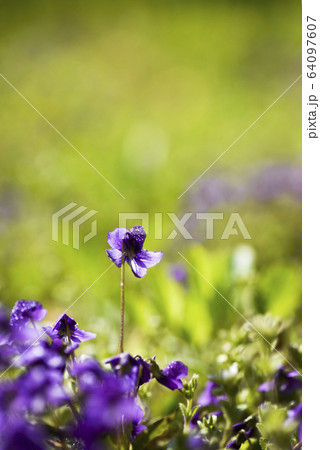 スミレ 春の花 紫 64097607