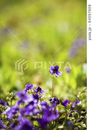 スミレ 春の花 紫 64097608