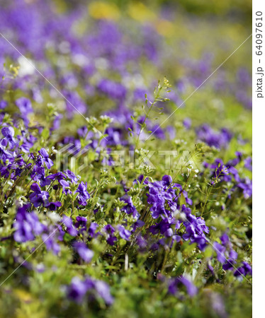 スミレ 春の花 紫の写真素材