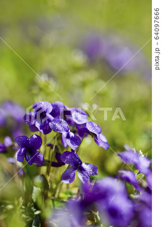 スミレ 春の花 紫 64097666