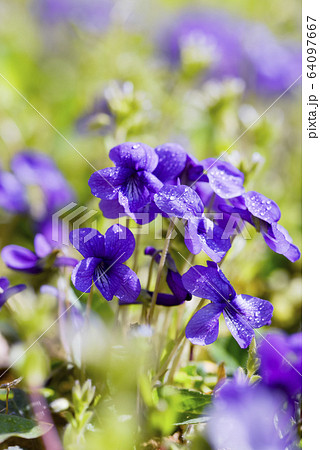 スミレ 春の花 紫の写真素材
