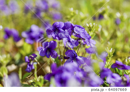 スミレ 春の花 紫の写真素材
