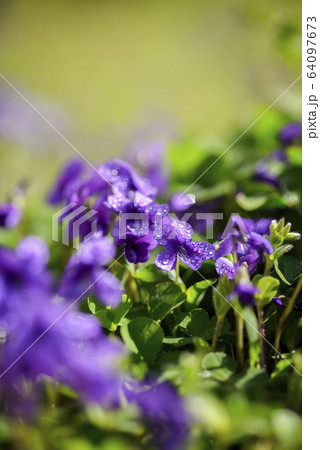 スミレ 春の花 紫の写真素材