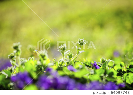 スミレ 春の花 紫 64097748