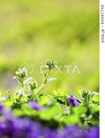 スミレ 春の花 紫 64097749