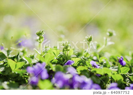 スミレ 春の花 紫 64097752