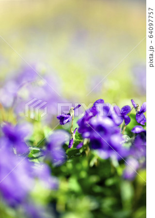 スミレ 春の花 紫 64097757