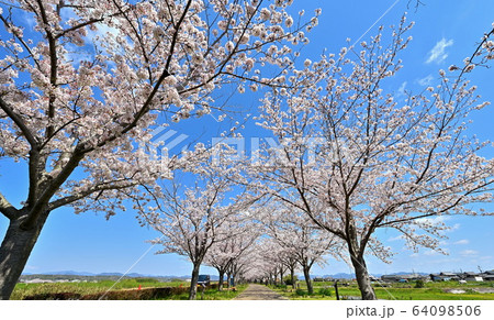 おの桜づつみ回廊 64098506