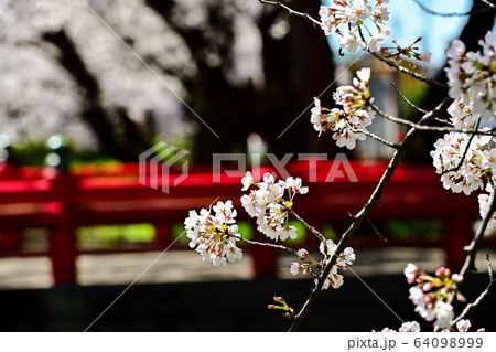 赤い橋と桜と 64098999