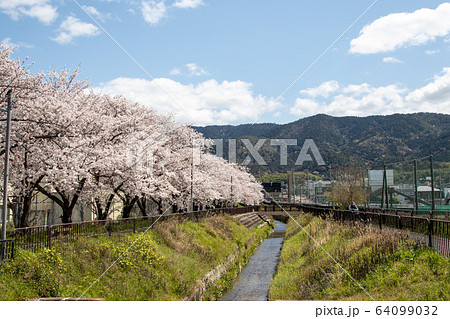 醍醐の桜並木 醍醐の桜並木 64099032