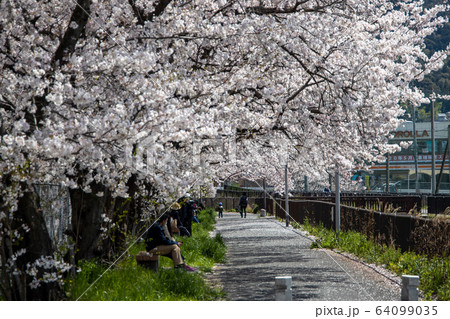 醍醐の桜並木 64099035