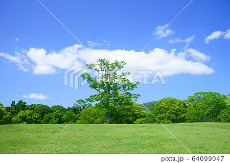 春の木立・奈良公園５ 64099047