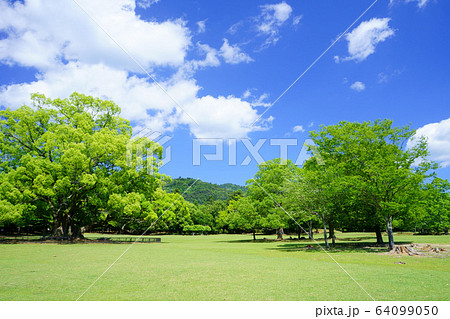 奈良公園の新緑２ 64099050