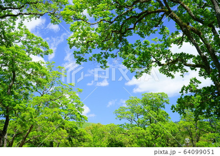 奈良公園の新緑３ 64099051