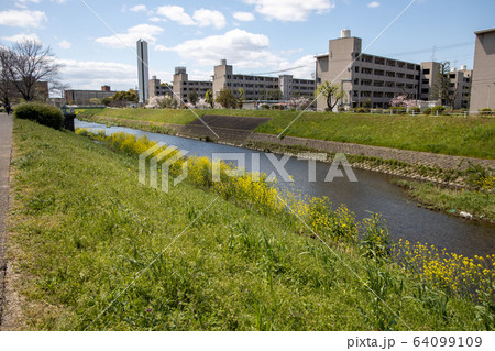 春の山科川の風景(醍醐近辺) 春の山科川の風景(醍醐近辺) 64099109