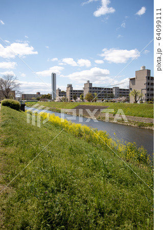 春の山科川の風景(醍醐近辺) 春の山科川の風景(醍醐近辺) 64099111