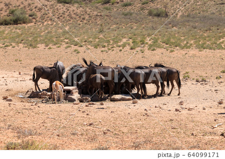 Herd of wildebeest 64099171