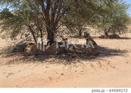 Lions Lions 64099172