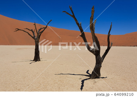 Dead Vlei Dead Vlei 64099210