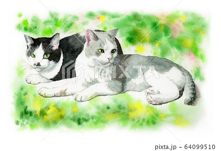 水彩で描いた２匹の猫 64099510