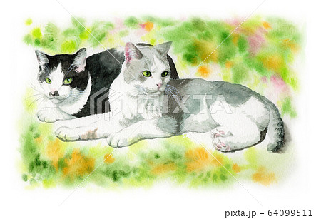 水彩で描いた２匹の猫 64099511