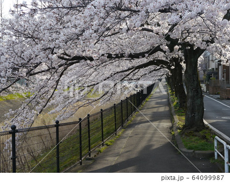 多摩市の桜の名所　乞田川 64099987
