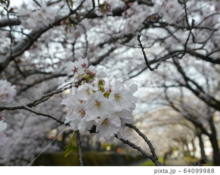 多摩市の桜の名所 乞田川 多摩市の桜の名所 乞田川 64099988