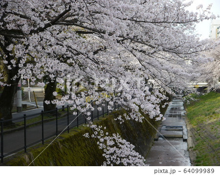 多摩市の桜の名所　乞田川 64099989