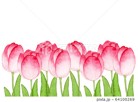 手描き水彩｜チューリップ　春のお花　背景イラスト 64100269