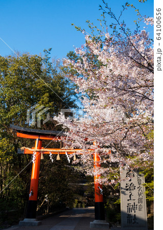 鳥居と桜 鳥居と桜 64100656