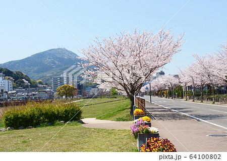 桜並木と皿倉山 64100802