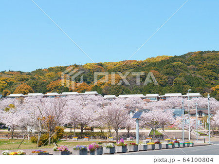 高見の桜 64100804