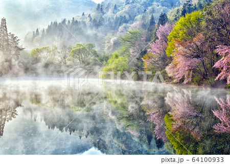 春 桜 反射 64100933