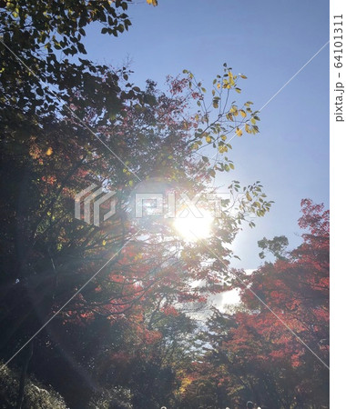 木と木の間からの木漏れ日 木と木の間からの木漏れ日 64101311